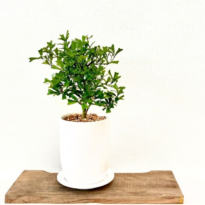 観葉植物現品販売