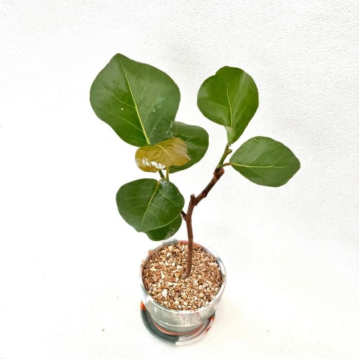 観葉植物現品販売