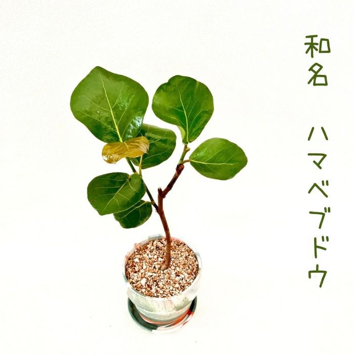 観葉植物現品販売
