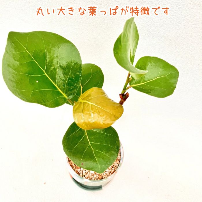 観葉植物現品販売