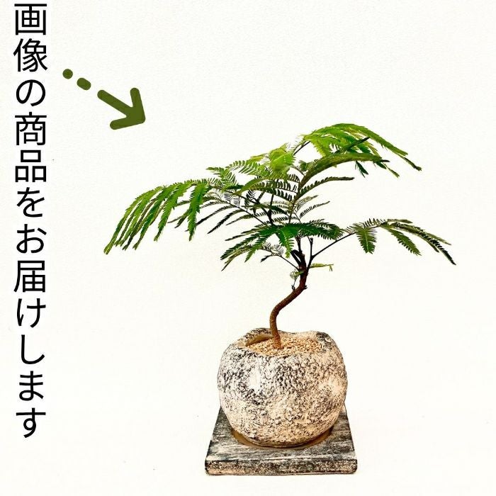 観葉植物現品販売