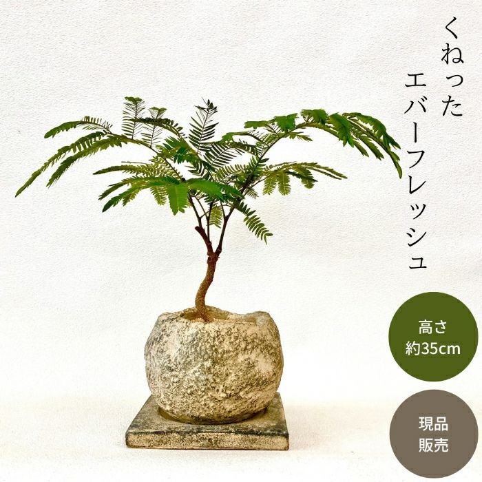 観葉植物現品販売
