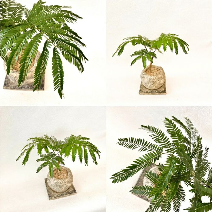 観葉植物現品販売