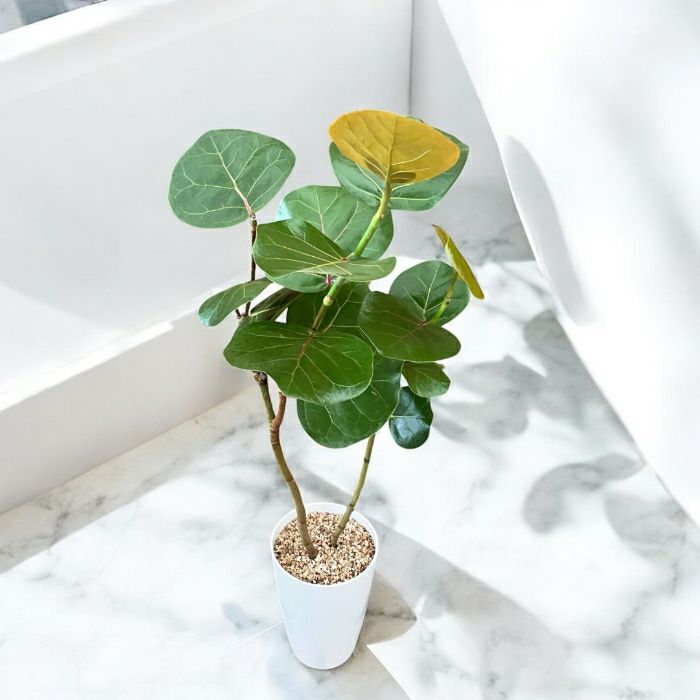 観葉植物現品販売