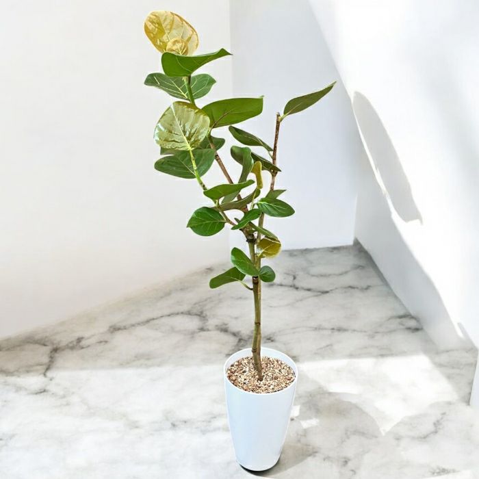 観葉植物現品販売