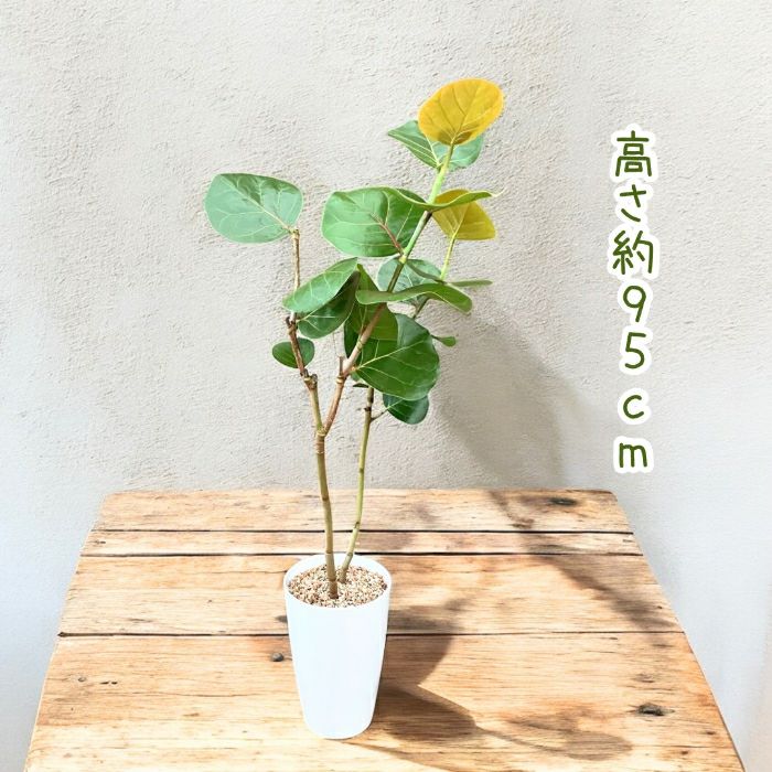 観葉植物現品販売