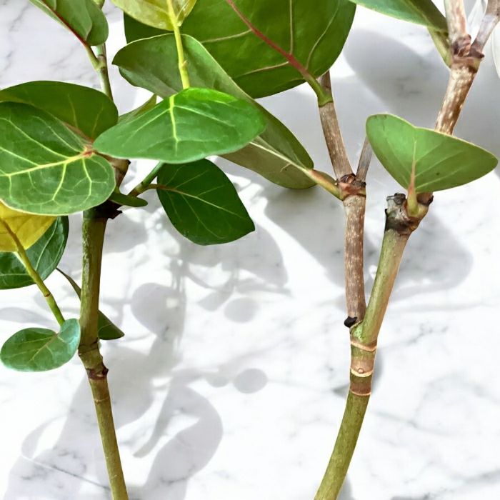 観葉植物現品販売