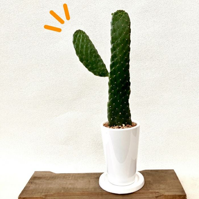 観葉植物 本物【現品】 ウチワサボテン 『スミエボシ』 ”バンザイ