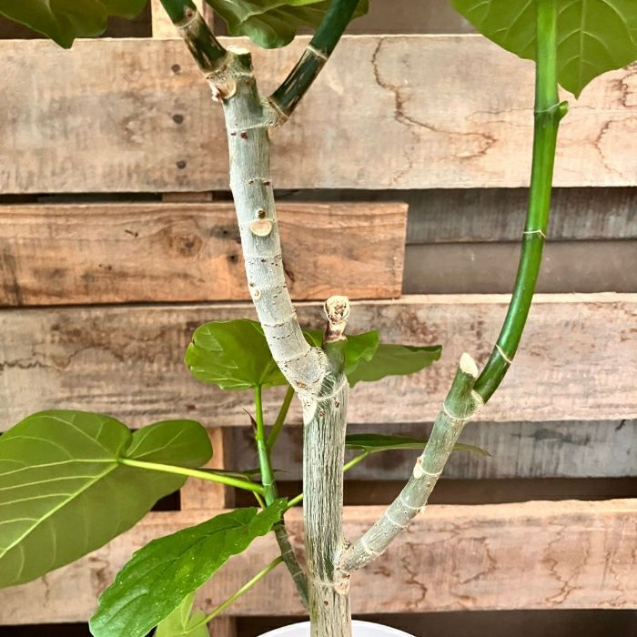 観葉植物現品販売