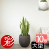 サンスベリア・ローレンティー 10号鉢 ファイバーストーン(陶器)鉢カバー付き 観葉植物 本物