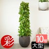 ポトス・タワー仕立て 10号鉢 ファイバーストーン(陶器)鉢カバー付き 観葉植物 本物