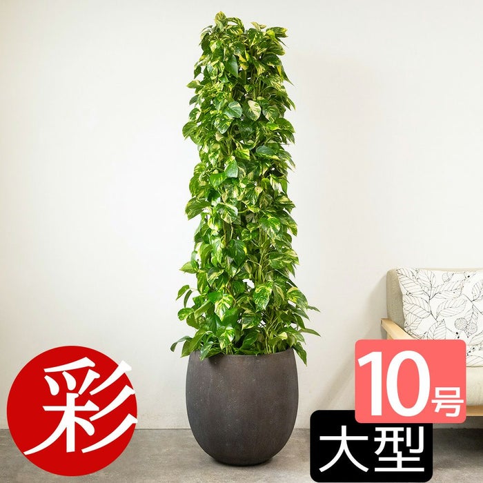 ポトス・タワー仕立て 10号鉢 ファイバーストーン(陶器)鉢カバー付き 観葉植物 本物