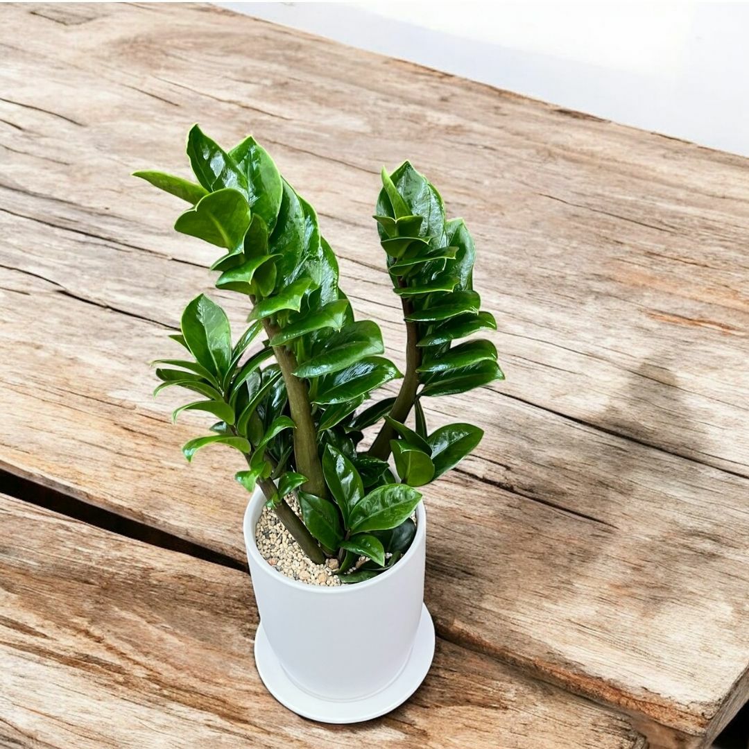 希少❗️ボリューム大❗️ザミオクルカス　ゼンジー✨ 観葉植物 本物 【数量限定】希少 コンパクトなザミオクルカス