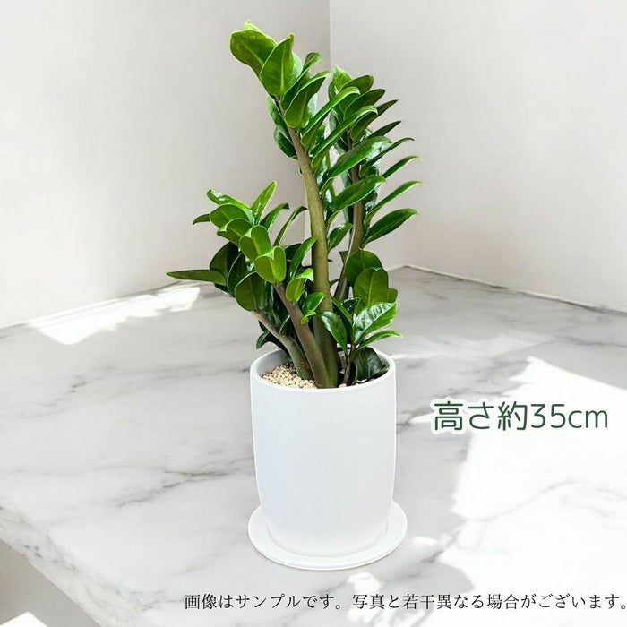 観葉植物現品販売