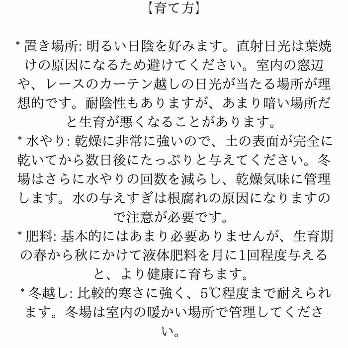 観葉植物現品販売