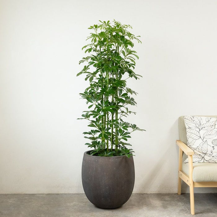 ホンコンカポック 10号鉢 ファイバーストーン(陶器)鉢カバー付き 観葉植物 本物