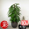 マングーカズラ 10号鉢 ファイバーストーン(陶器)鉢カバー付き 観葉植物 本物