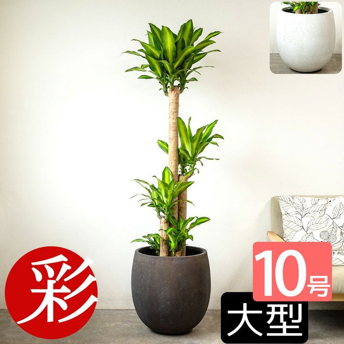 幸福の木 ドラセナ・マッサンゲアナ 10号鉢 ファイバーストーン(陶器)鉢カバー付き 観葉植物 本物