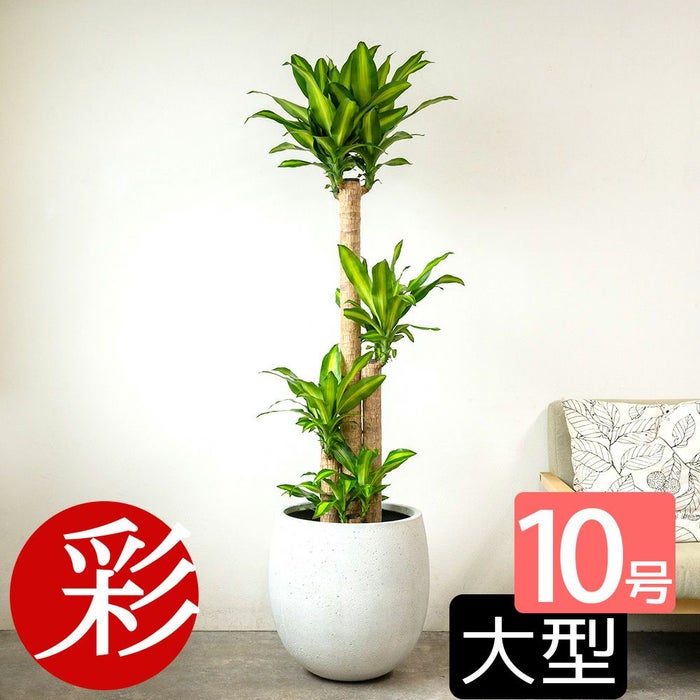 幸福の木 ドラセナ・マッサンゲアナ 10号鉢 ファイバーストーン(陶器)鉢カバー付き 観葉植物 本物