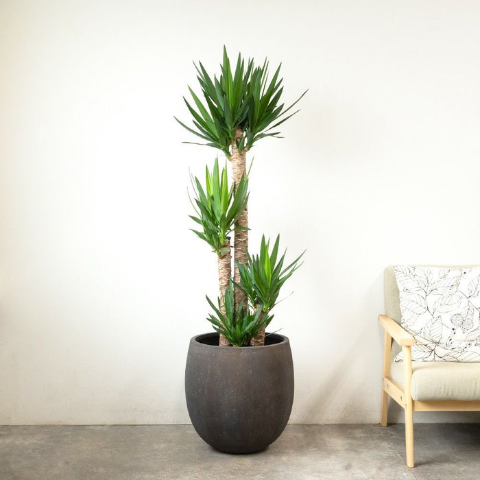 ユッカ・エレファンティペス 10号鉢 ファイバーストーン(陶器)鉢カバー付き 観葉植物 本物