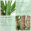ユッカ・エレファンティペス 10号鉢 ファイバーストーン(陶器)鉢カバー付き 観葉植物 本物