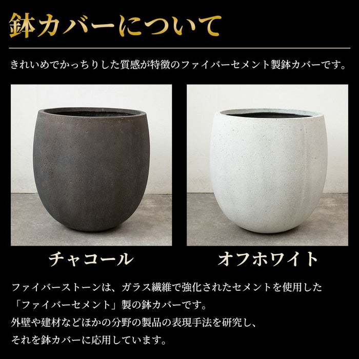 ユッカ・エレファンティペス 10号鉢 ファイバーストーン(陶器)鉢カバー付き 観葉植物 本物