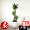 ユッカ・エレファンティペス 10号鉢 ファイバーストーン(陶器)鉢カバー付き 観葉植物 本物