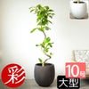 フィカス・アルテシーマ・バリエガタ 曲がり樹形 10号鉢 ファイバーストーン(陶器)鉢カバー付き 観葉植物 本物