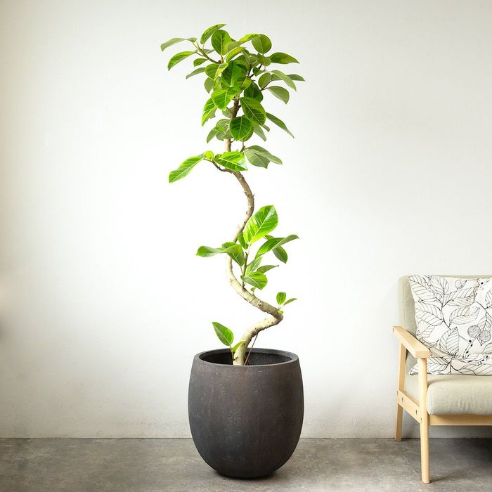 フィカス・アルテシーマ・バリエガタ 曲がり樹形 10号鉢 ファイバーストーン(陶器)鉢カバー付き 観葉植物 本物