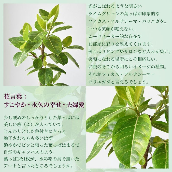 フィカス・アルテシーマ・バリエガタ 曲がり樹形 10号鉢 ファイバーストーン(陶器)鉢カバー付き 観葉植物 本物