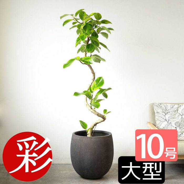 フィカス・アルテシーマ・バリエガタ 曲がり樹形 10号鉢 ファイバーストーン(陶器)鉢カバー付き 観葉植物 本物