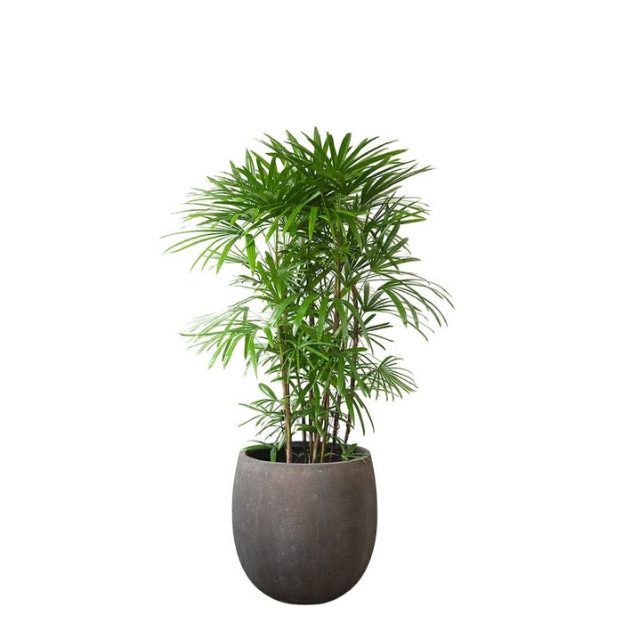 シュロチク 棕櫚竹 10号鉢 ファイバーストーン(陶器)鉢カバー付き 観葉植物 本物