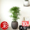 シュロチク 棕櫚竹 10号鉢 ファイバーストーン(陶器)鉢カバー付き 観葉植物 本物