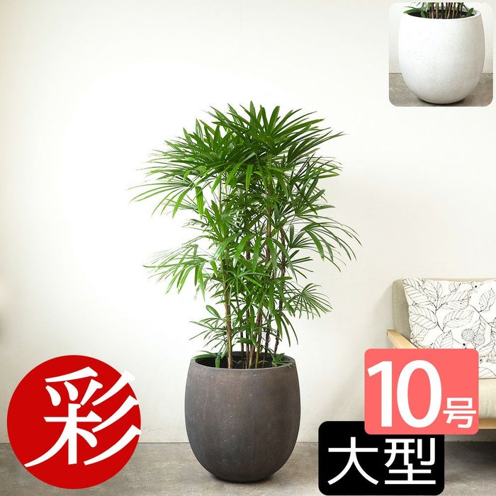 シュロチク 棕櫚竹 10号鉢 ファイバーストーン(陶器)鉢カバー付き 観葉植物 本物