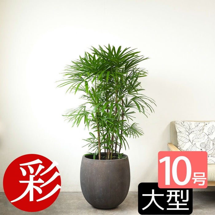 シュロチク 棕櫚竹 10号鉢 ファイバーストーン(陶器)鉢カバー付き 観葉植物 本物
