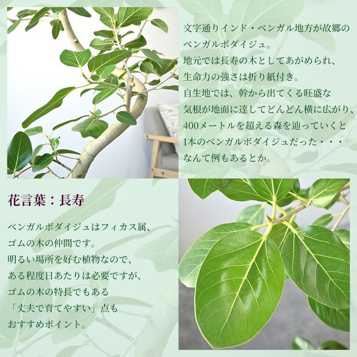 フィカス ベンガレンシス ベンガルボダイジュ 曲がり樹形 10号鉢 ファイバーストーン(陶器)鉢カバー付き 観葉植物 本物