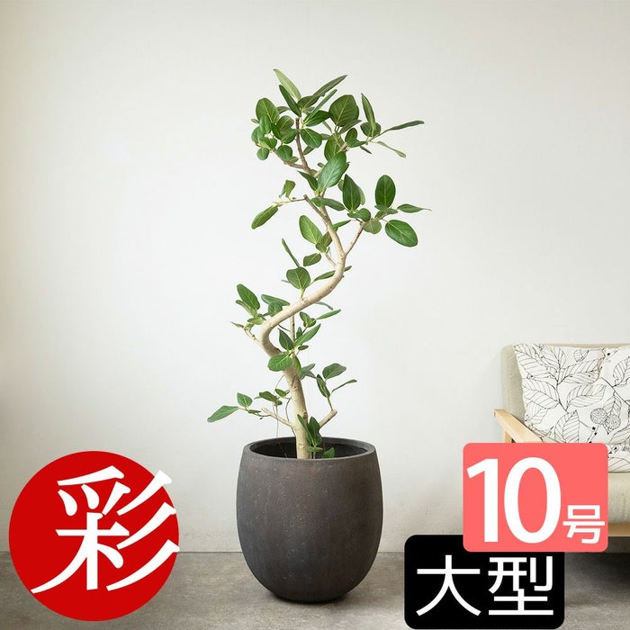 フィカス ベンガレンシス ベンガルボダイジュ 曲がり樹形 10号鉢 ファイバーストーン(陶器)鉢カバー付き 観葉植物 本物