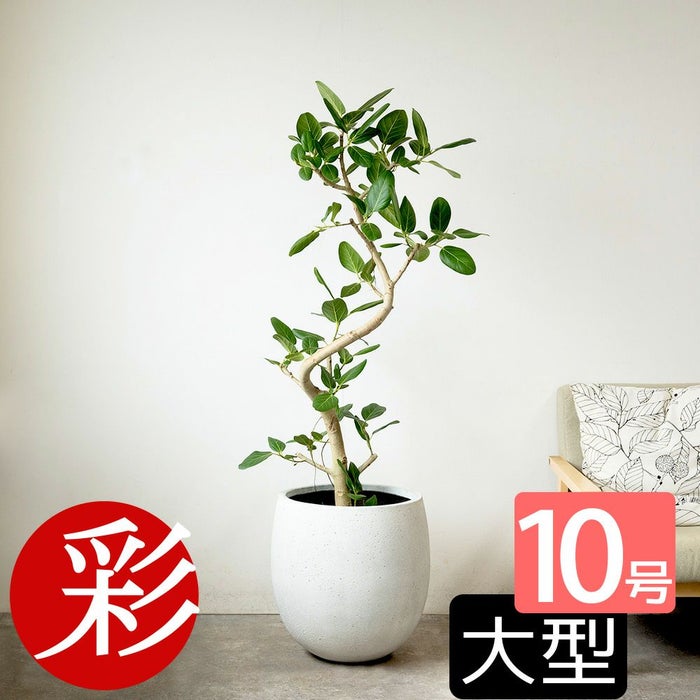フィカス ベンガレンシス ベンガルボダイジュ 曲がり樹形 10号鉢 ファイバーストーン(陶器)鉢カバー付き 観葉植物 本物
