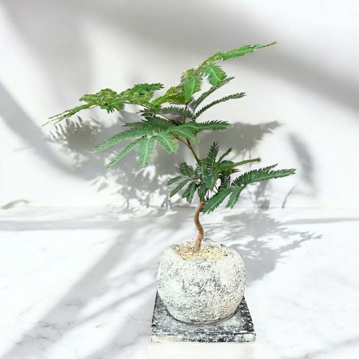 観葉植物 本物 【現品】 ☆くねった樹形☆ 唯一無二 テーブルサイズの