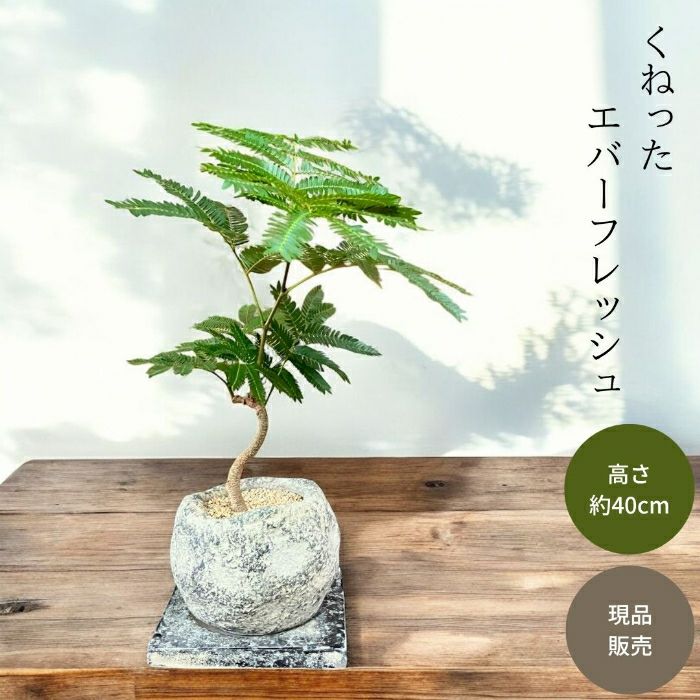 観葉植物現品販売