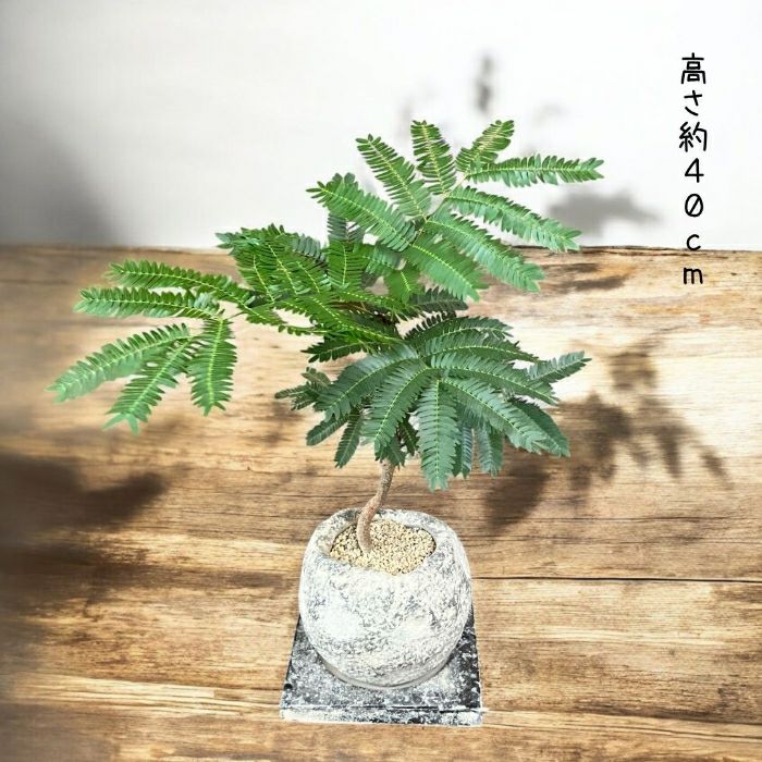観葉植物現品販売