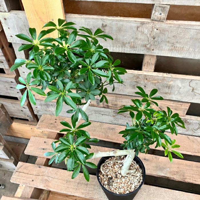 観葉植物現品販売