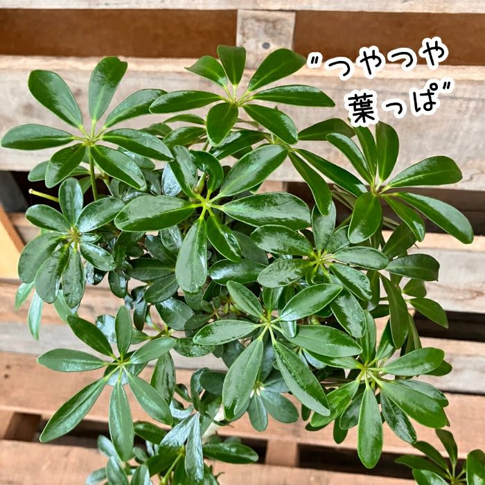 観葉植物現品販売