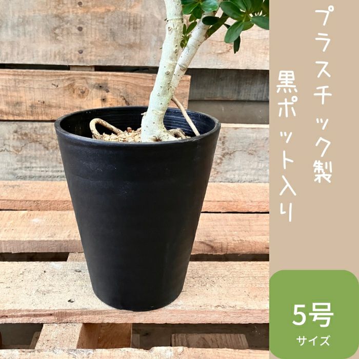 観葉植物現品販売