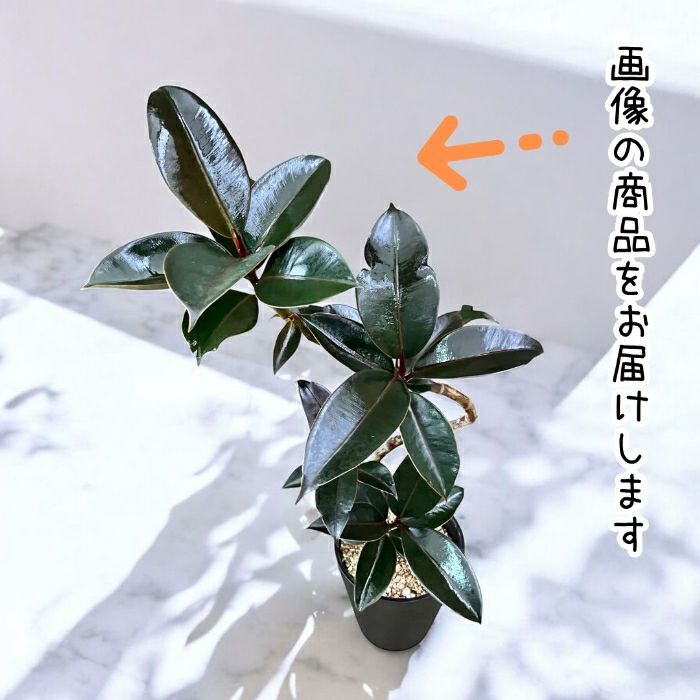 観葉植物現品販売