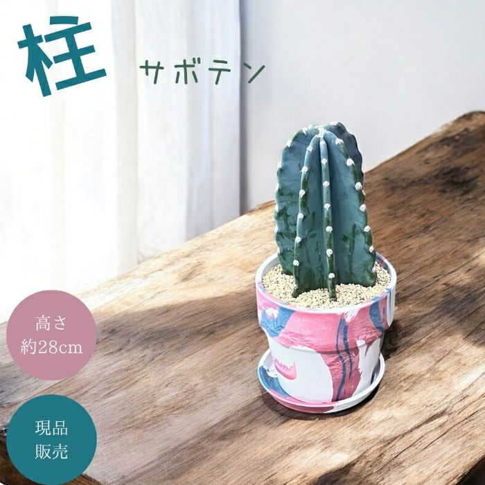観葉植物現品販売