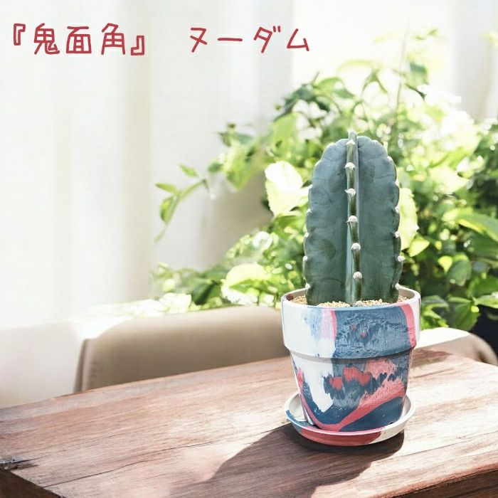 観葉植物現品販売