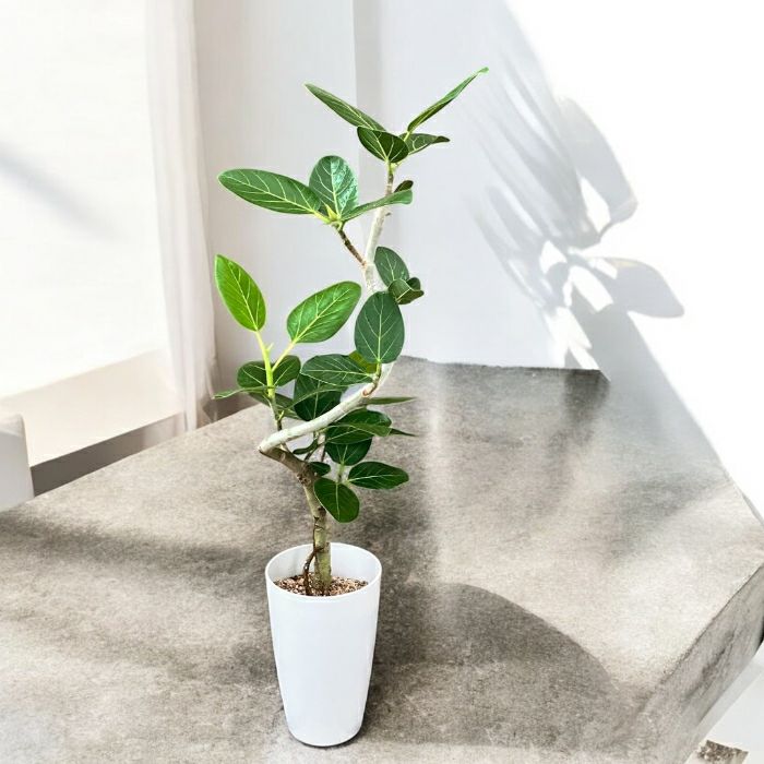 観葉植物現品販売