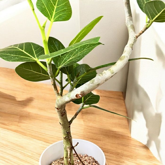 観葉植物現品販売