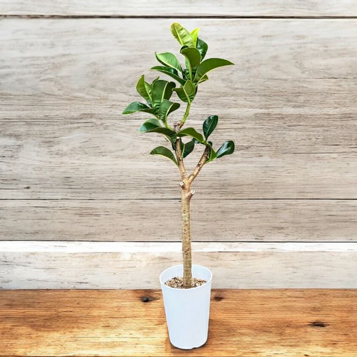 観葉植物 本物 【現品 】 希少 フィカス エラスティカ アポロ